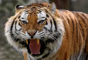 Siberian Prints: angry tiger showing its big and sharp teeth