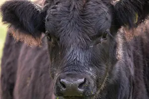 Cows Prints: Angus cattle grazing in pasture on an autumnal morning
