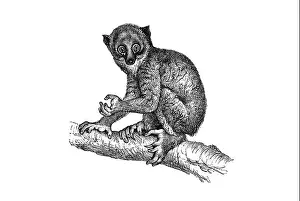 Saugetier Prints: angwantibos strepsirrhine primates Arctocebus genus Lorisidae family golden pottos