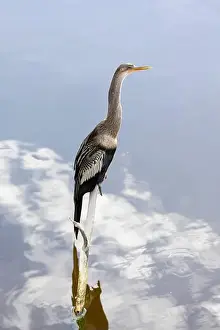 South Carolina Prints: Anhinga, Anhinga anhinga, perched on a branch over water in South Carolina, USA