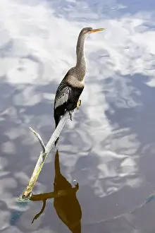 Darter Prints: Anhinga, Anhinga anhinga, perched on a branch over water in South Carolina, USA