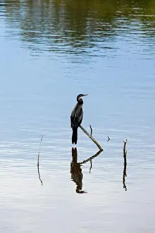 Darter Prints: Anhinga, Anhinga anhinga, perched on a branch over water in South Carolina, USA