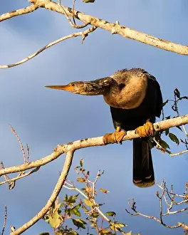 Fort Myers Prints: An anhinga bird standing on a tree branch crouches and coils its neck