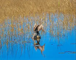 Ethology Prints: Anhinga Drying its Wings in the Sun in the St Marks National Willdife Refuge in Florida