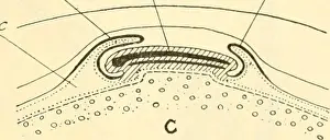 Booksubjectzoology Prints: Animal biology. Zoology; Biology