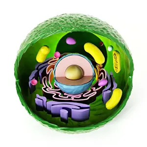Nucleus Prints: Animal cell anatomy isolated on white background. 3D illustration