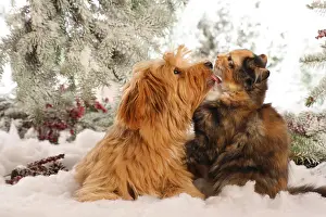 Licking Prints: animal friendship: Havanese dog with a Siberian cat - licking one each other