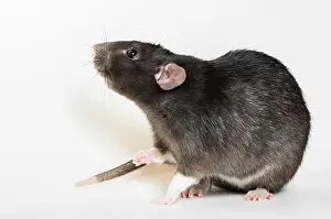 Whisker Prints: Animal gray rat close-up on white background