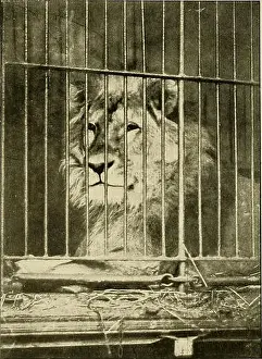 1902 Prints: Animal Life and the World of Nature (1902) is a natural history magazine that covers a broad range of animal species