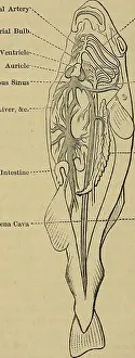 Bookcentury1800 Prints: Animal physiology. Physiology, Comparative; Physiology