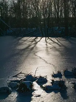 Glittering Prints: Animal tracks on the ice surface of a frozen lake. A winter scene