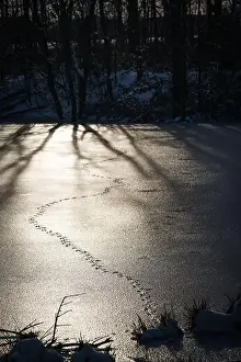Footprint Prints: Animal tracks on the ice surface of a frozen lake. A winter scene