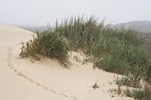 Animal Tracks Prints: Animal tracks in the sand and a patch of dune grass on South Padre Island, Texas, USA