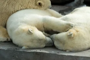 Sleepy Prints: Animals: group of polar bears, mother and cubs, having a rest, sleeping alltogether