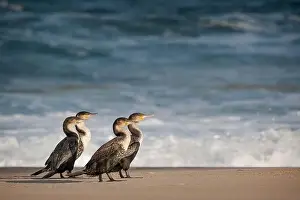 Cormorant Prints: Animals in the wild - group of cormorants in Robberg Nature Reserve