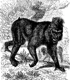 Booksubjectmammals Prints: The animals of the world. Brehm's life of animals;