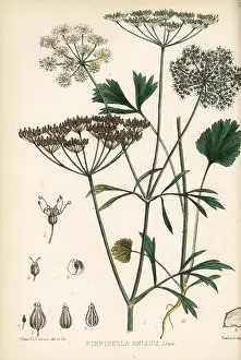 Lithographer Prints: Anise or aniseed, Pimpinella anisum
