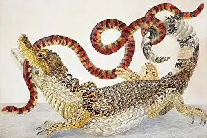 Anna Maria Sibylla Merian - Spectacled Caiman Caiman Crocodilus False Coral Snake Anilius Scytale