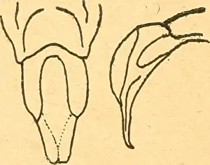 Booksubjectentomology Prints: Annales de la Société entomologique de Belgique
