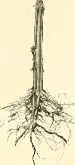 Bookdecade1920 Prints: Annals of applied biology. Biology