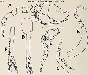 Booksubjectnaturalhistory Prints: Annals of the South African Museum = Annale van die Suid-Afrikaanse Museum