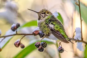 Chilly Prints: An Anna's Hummingbird (Calypte anna) perched on a cotoneaster branch with dried berries