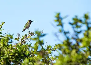Audubon Prints: Anna's hummingbird (Calypte anna) spotted outdoors in San Francisco