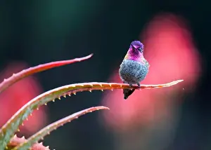 Audubon Prints: Anna's hummingbird (Calypte anna) spotted outdoors in San Francisco