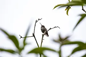Audubon Prints: Anna's hummingbird (Calypte anna) spotted outdoors in San Francisco