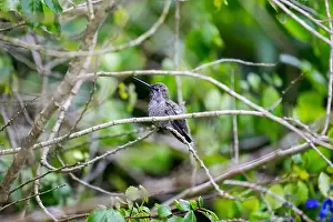 Audubon Prints: Anna's hummingbird (Calypte anna) spotted outdoors in San Francisco