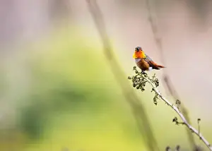 Audubon Prints: Anna's hummingbird (Calypte anna) spotted outdoors in San Francisco