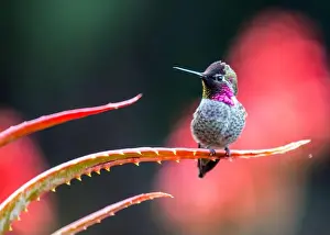 Audubon Prints: Anna's hummingbird (Calypte anna) spotted outdoors in San Francisco