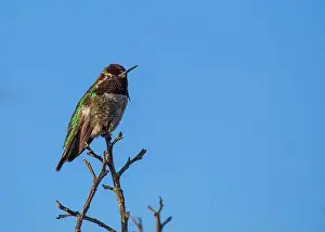 Audubon Prints: Anna's hummingbird (Calypte anna) spotted outdoors in San Francisco