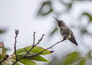 Audubon Prints: Anna's hummingbird (Calypte anna) spotted outdoors in San Francisco