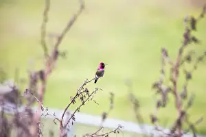 Audubon Prints: Anna's hummingbird (Calypte anna) spotted outdoors in San Francisco