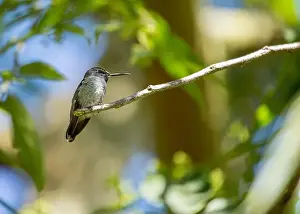 Audubon Prints: Anna's hummingbird (Calypte anna) spotted outdoors in San Francisco