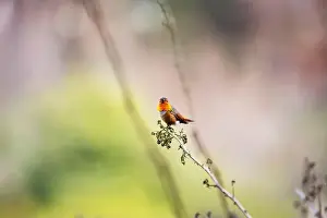 Audubon Prints: Anna's hummingbird (Calypte anna) spotted outdoors in San Francisco