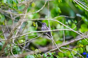 Audubon Prints: Anna's hummingbird (Calypte anna) spotted outdoors in San Francisco