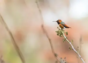 Audubon Prints: Anna's hummingbird (Calypte anna) spotted outdoors in San Francisco