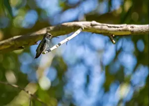 Audubon Prints: Anna's hummingbird (Calypte anna) spotted outdoors in San Francisco