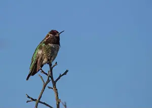 Audubon Prints: Anna's hummingbird (Calypte anna) spotted outdoors in San Francisco