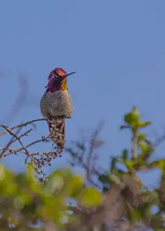 Audubon Prints: Anna's hummingbird (Calypte anna) spotted outdoors in San Francisco