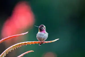 Audubon Prints: Anna's hummingbird (Calypte anna) spotted outdoors in San Francisco