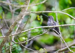 Audubon Prints: Anna's hummingbird (Calypte anna) spotted outdoors in San Francisco
