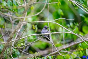 Audubon Prints: Anna's hummingbird (Calypte anna) spotted outdoors in San Francisco