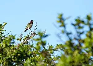 Audubon Prints: Anna's hummingbird (Calypte anna) spotted outdoors in San Francisco
