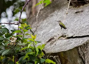 Audubon Prints: Anna's hummingbird (Calypte anna) spotted outdoors in San Francisco