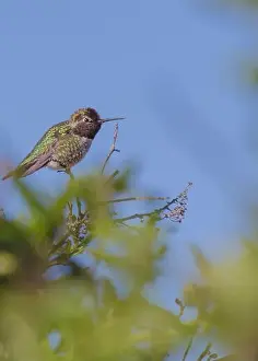 Audubon Prints: Anna's hummingbird (Calypte anna) spotted outdoors in San Francisco
