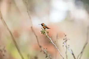 Audubon Prints: Anna's hummingbird (Calypte anna) spotted outdoors in San Francisco