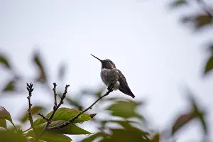 Audubon Prints: Anna's hummingbird (Calypte anna) spotted outdoors in San Francisco